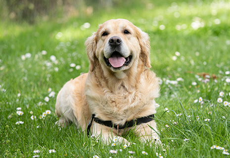 Specialty_Side_1_465x320 Golden Retrieve
