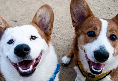 Specialty_Side_2_465x320