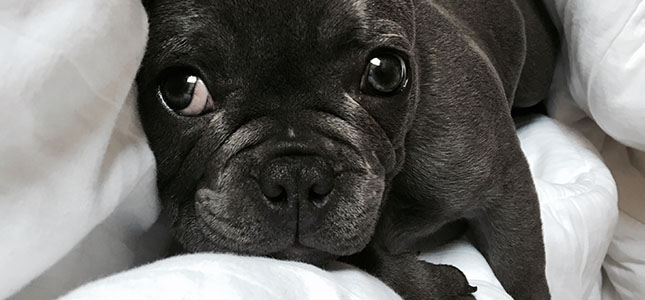 645x300__0072_cyndi-perezita-790480-unsplash