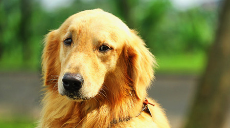 Canine Splenic Hemangiosarcoma