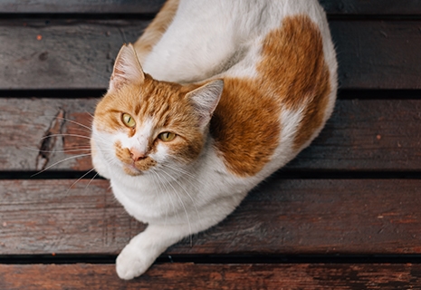 EmergencyServices_465x320