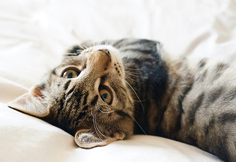 Emergency Services MVA