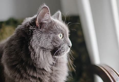 Oncology_Feature Oncology at MVA