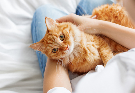 Ophthalmology at MVA