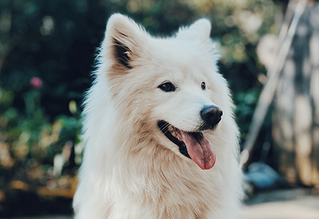 Happy Dog Samoyed