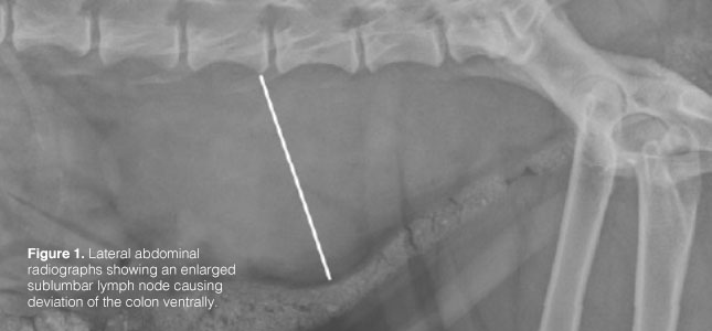 645x300_Figure 1 (Subtext)