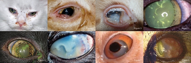 Ophthalmic Manifestations of Feline Herpes Virus Type-1