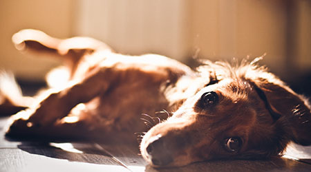 Canine Degenerative Myelopathy