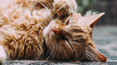 Ophthalmic Manifestations of Feline Herpes Virus Type-1