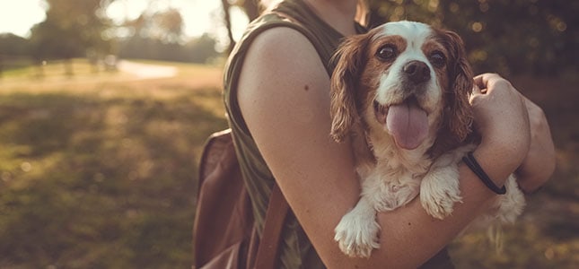 645x300_Spotlight on Canine Adult Generalized Demodicosis