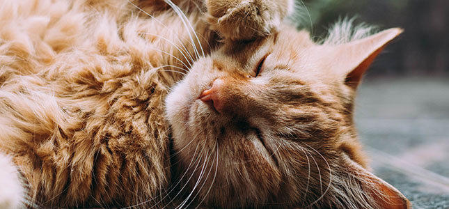 645x300_ophthalmic Ophthalmic Manifestations of Feline Herpes Virus Type-1