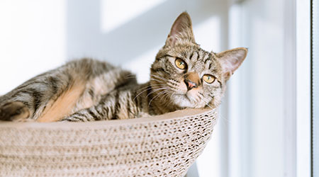 Corneal Ulcers in Pets