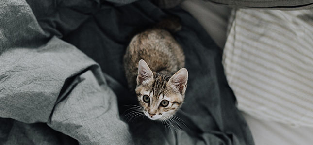 Corneal Ulcers in Pets