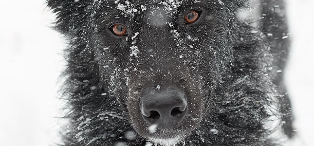 canine lymphoma canine lymphoma