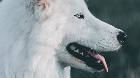 National Train Your Dog Month