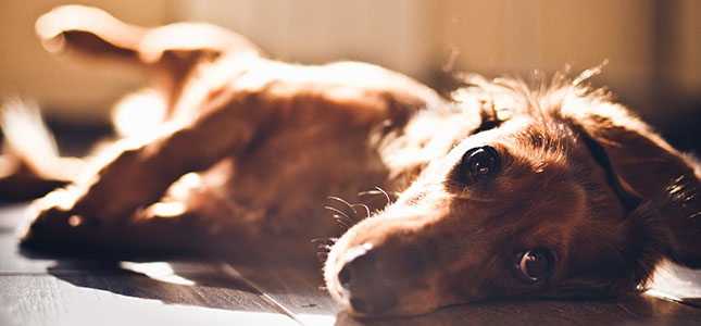 645x300_header Dachshund