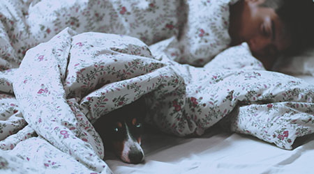 Social distancing pets