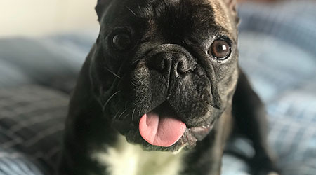 Poison Prevention in Pets