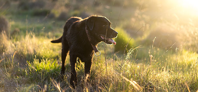 Poison Prevention in Pets