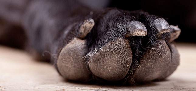 Dogs Paws
