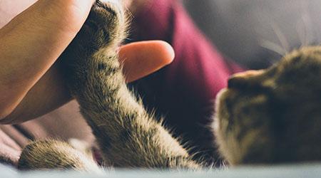 Emergency Services at MVA