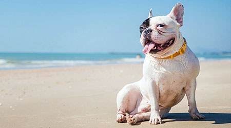 Heat Stroke in Pets