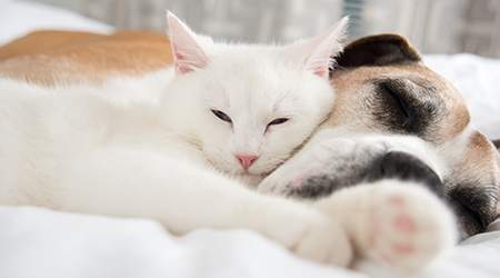 Toxic household items